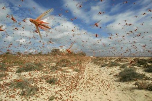 La realtà delle piaghe d'Egitto La realtà delle piaghe d'Egitto