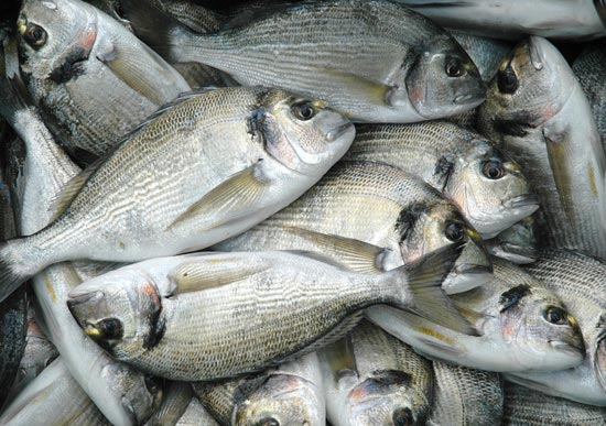 Educare i bambini a mangiare il pesce