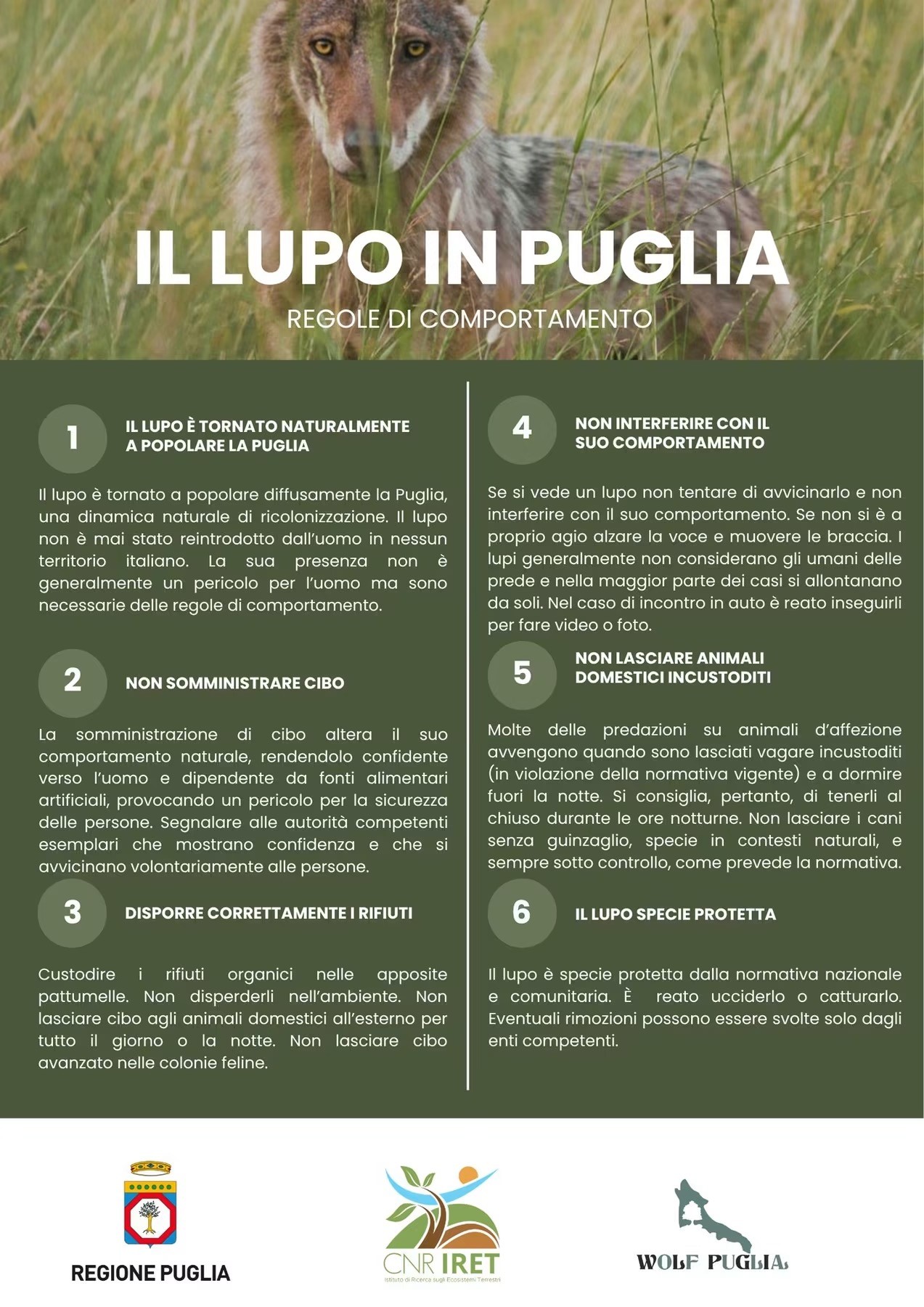 Lupi nel Salento