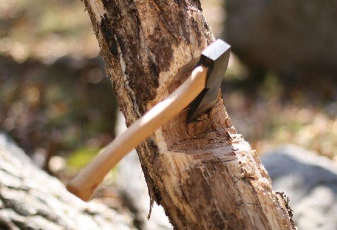 Già la scure è posta alla radice degli alberi