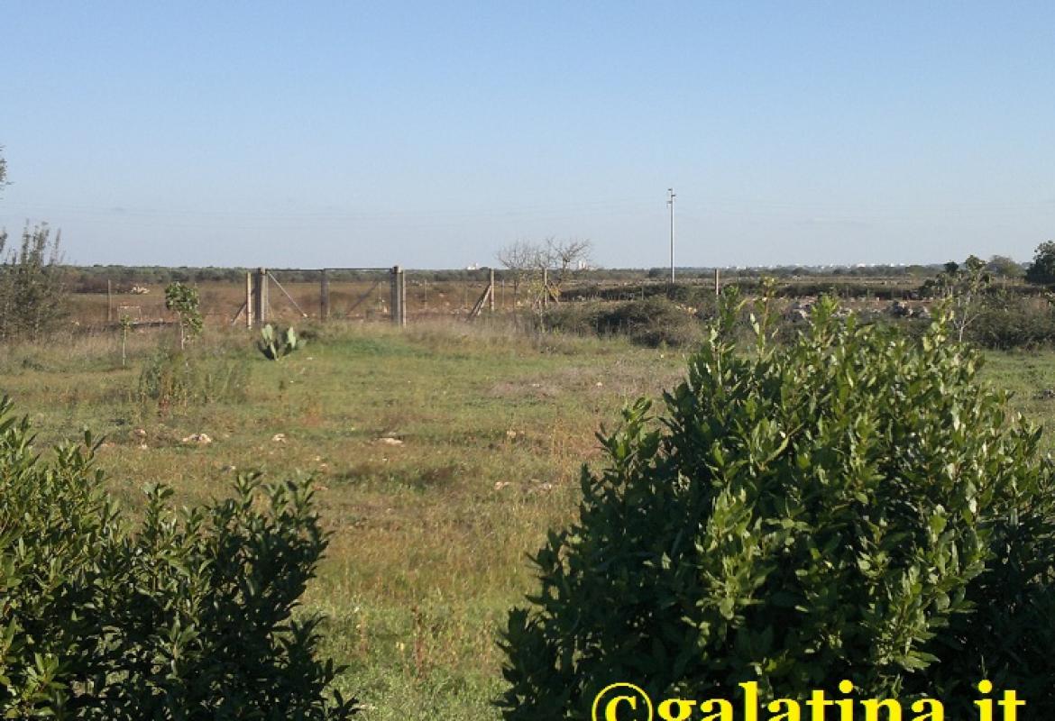 Ancora altre pecore uccise dai randagi. Paura a Collemeto