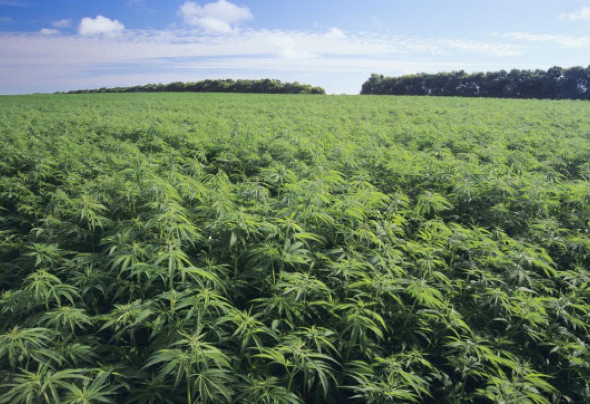 Accesso alla cannabis terapeutica "in Puglia si attui la legge"