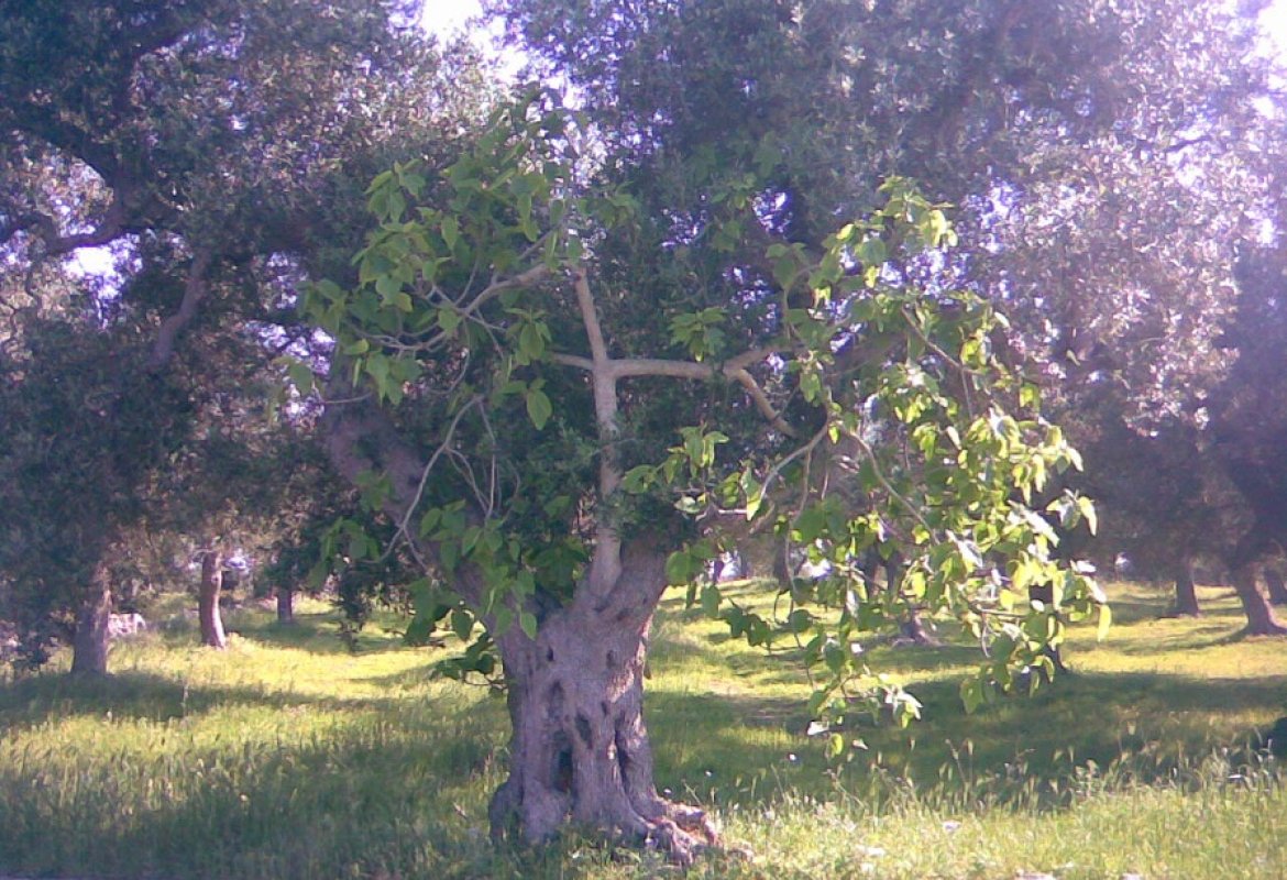  Un fico piantato nella vigna 