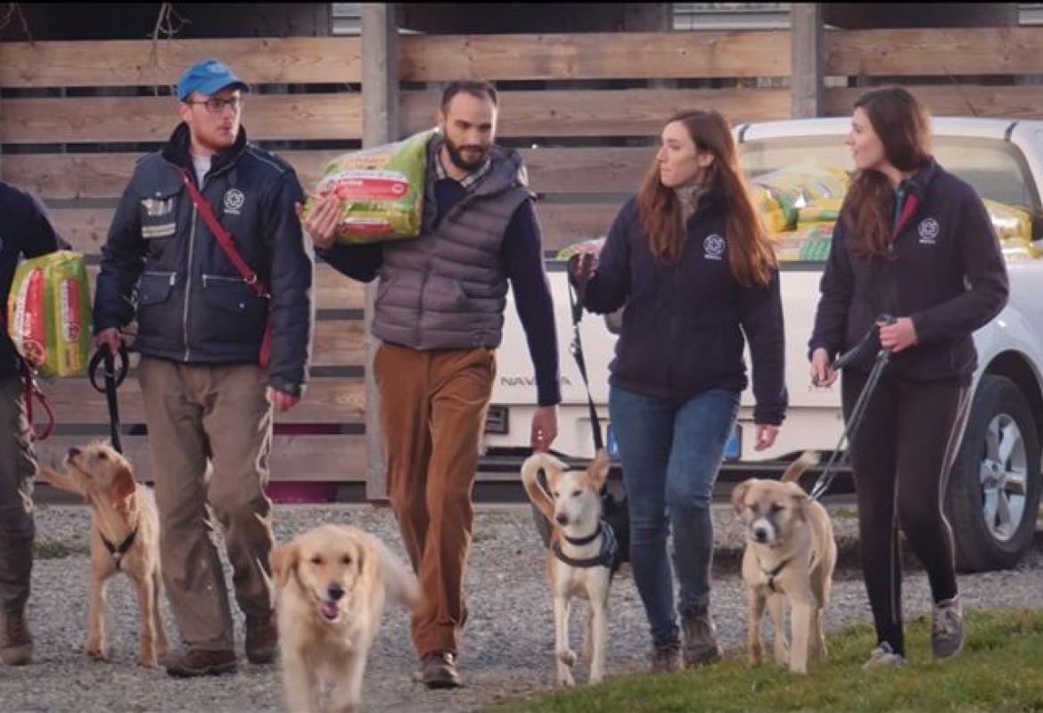 Un milione di pasti per gli animali abbandonati