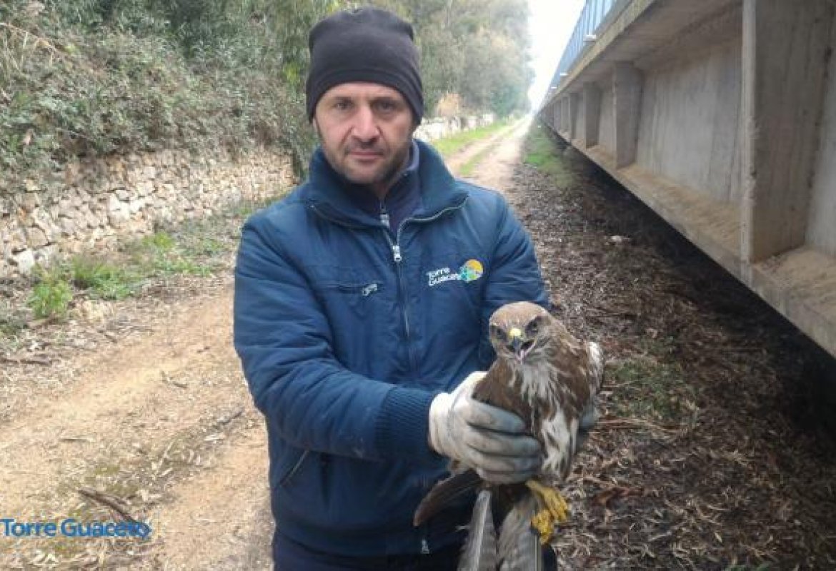 Soccorsa a Torre Guaceto una poiana ferita 
