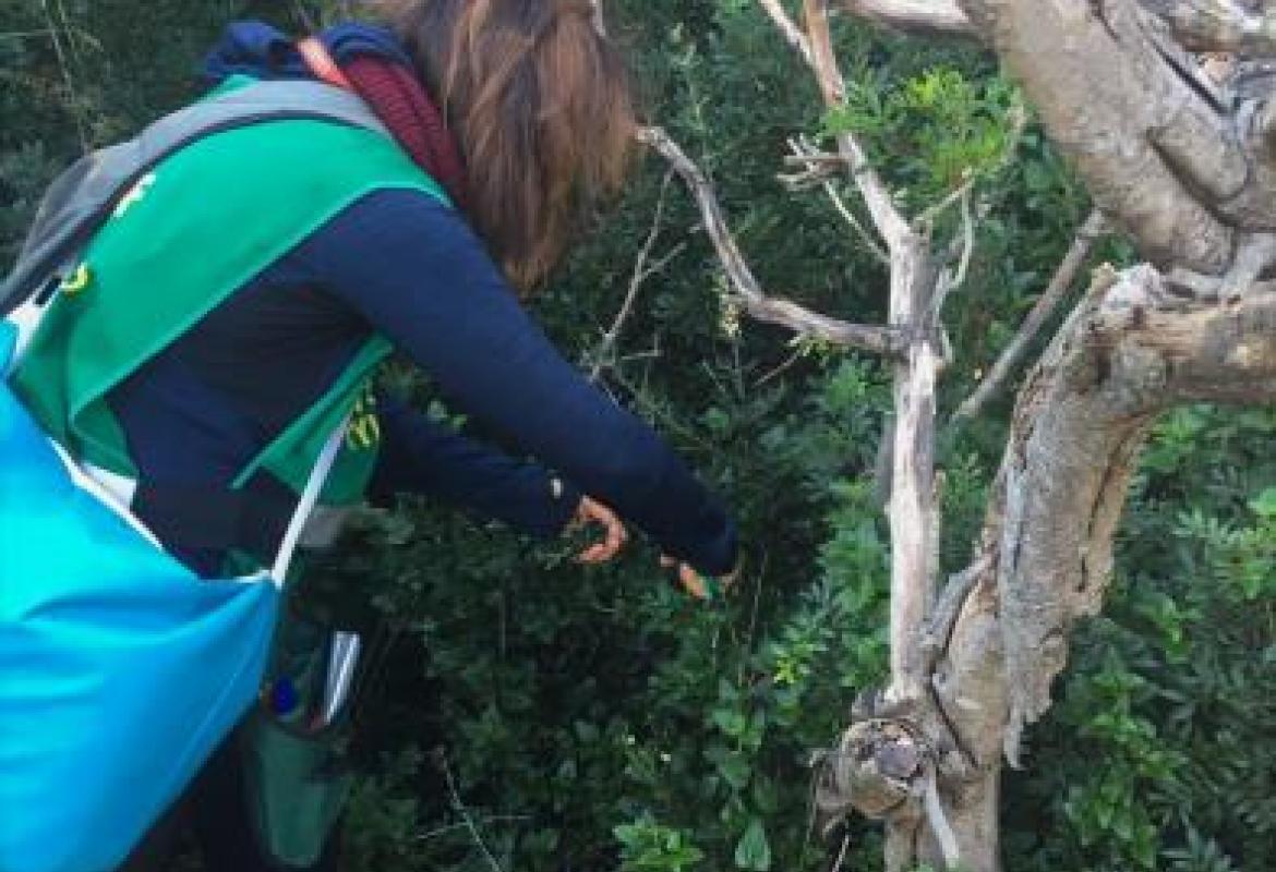 A Torre Guaceto non c'è la xylella