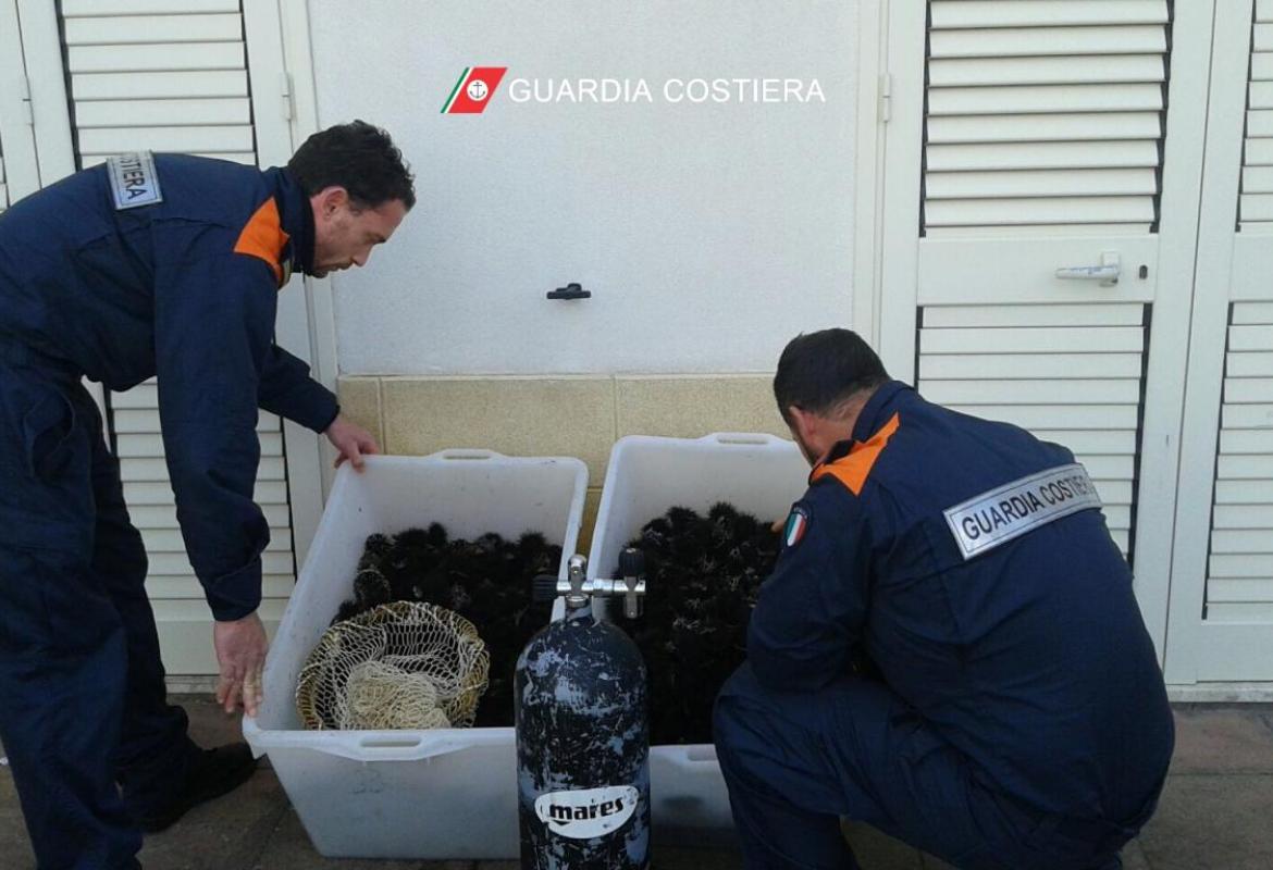 Avevano raccolto 1000 ricci in area marina protetta, denunciati due pescatori di frodo