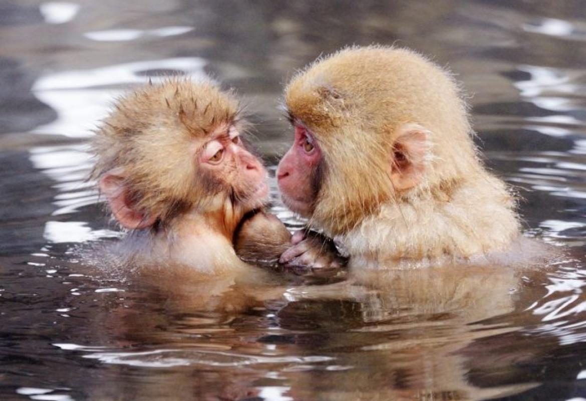 I macachi riconoscono i parenti