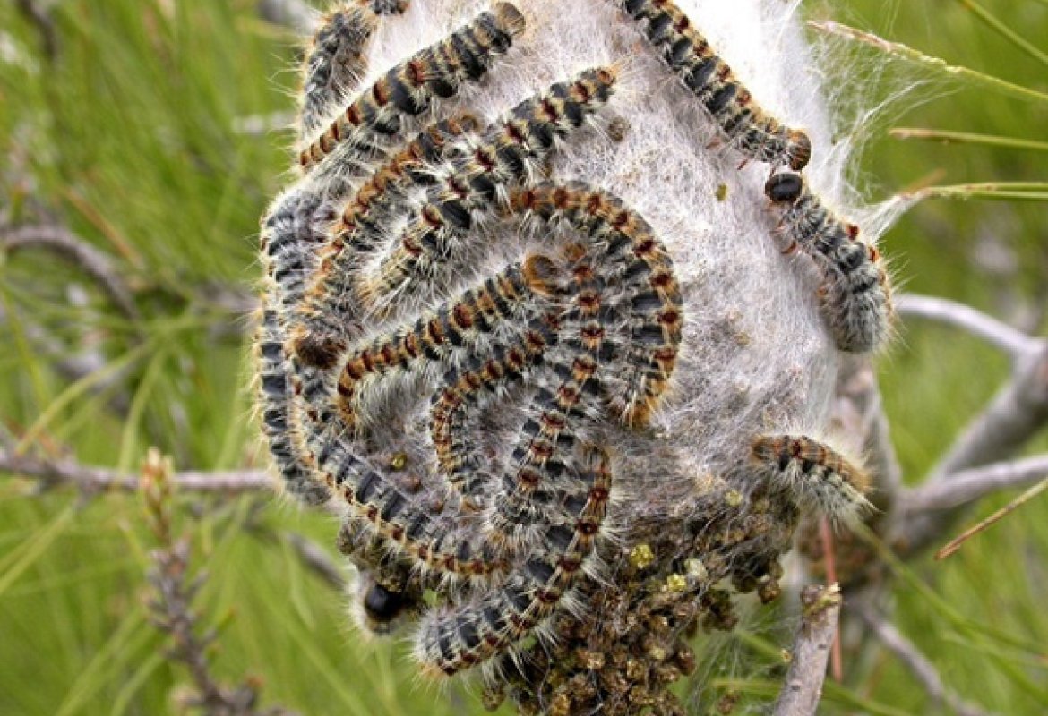 Lotta alla processionaria che ha infestato Galatina