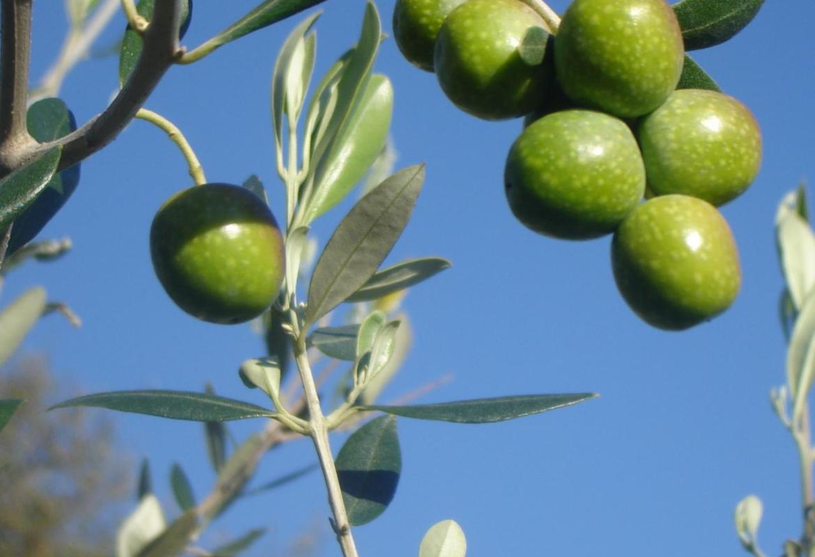 La ‘Favolosa’ resiste alla 'fastidiosa'