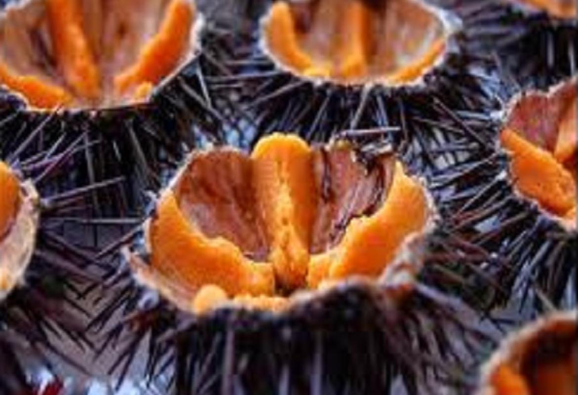 Raccoglievano ricci nell'area marina protetta, denunciati tre sub