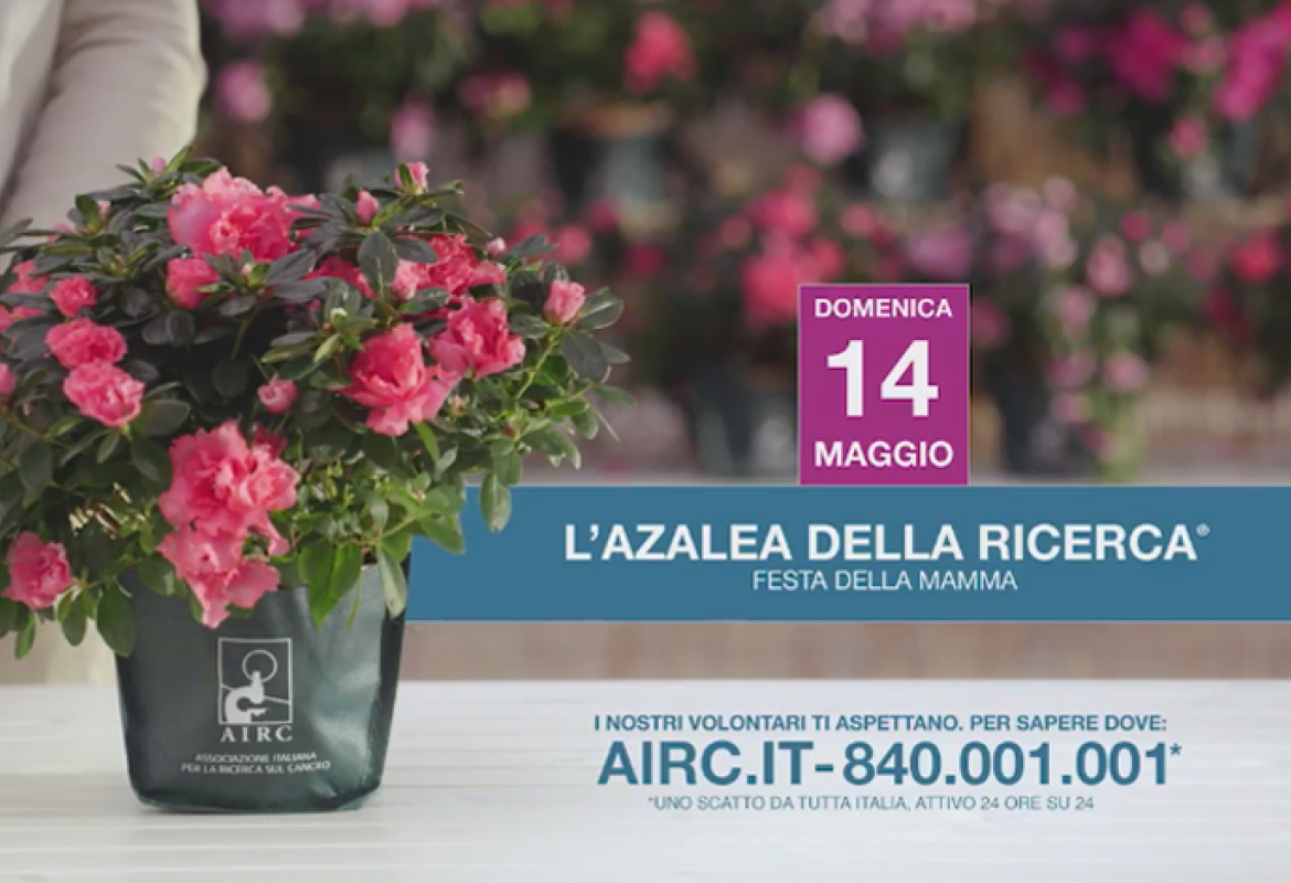 In Piazza San Pietro l'azalea della ricerca