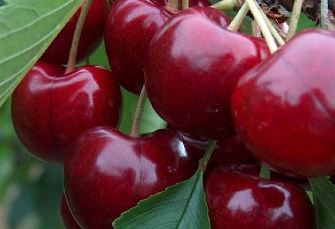 Le ciliege? In Puglia si comprano in autostrada