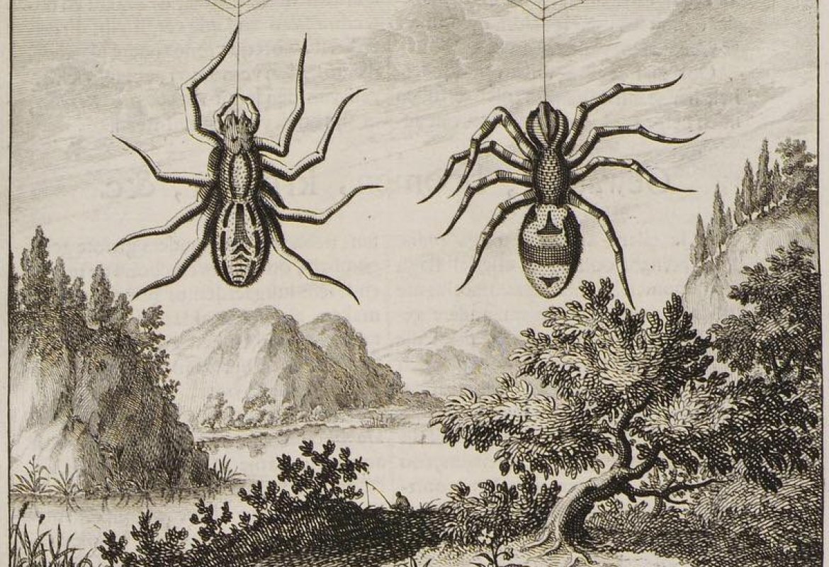 “Il Veleno della Devozione”