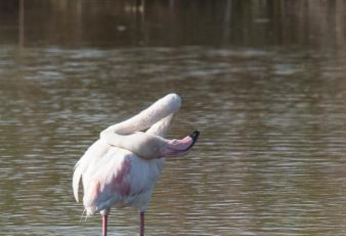 Un fenicottero solitario a Torre Guaceto
