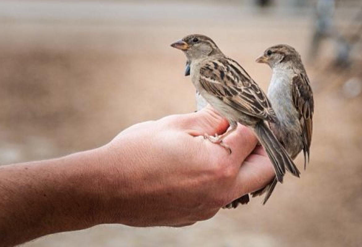 Due passeri non si vendono forse per un soldo? 
