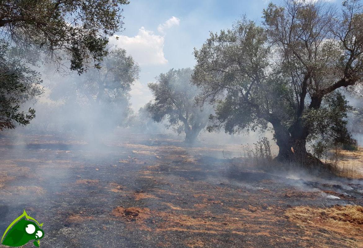 Con i cambiamenti climatici cresce il rischio di incendi