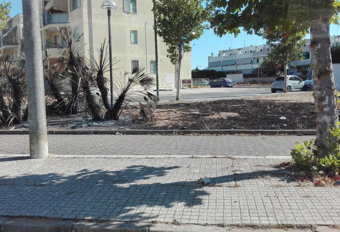Le palme bruciate in via Seneca