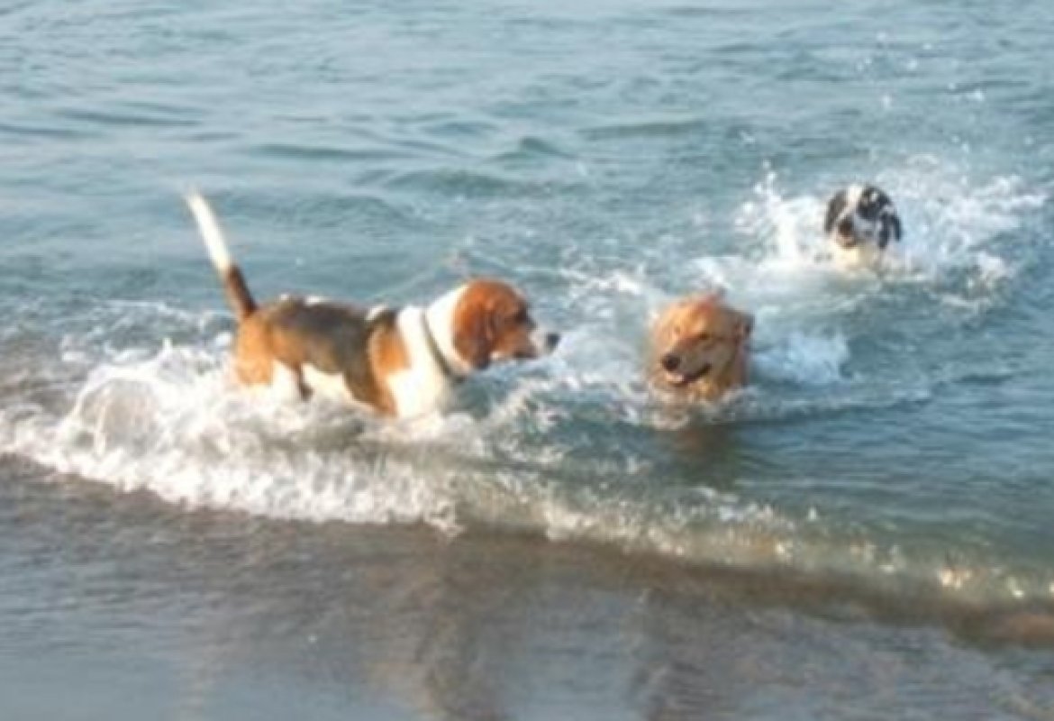 Lite in spiaggia per un maremmano a pelo lungo