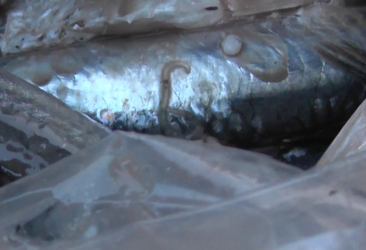 Intervento massiccio delle Forze dell'ordine nel mercato del pesce di Gallipoli