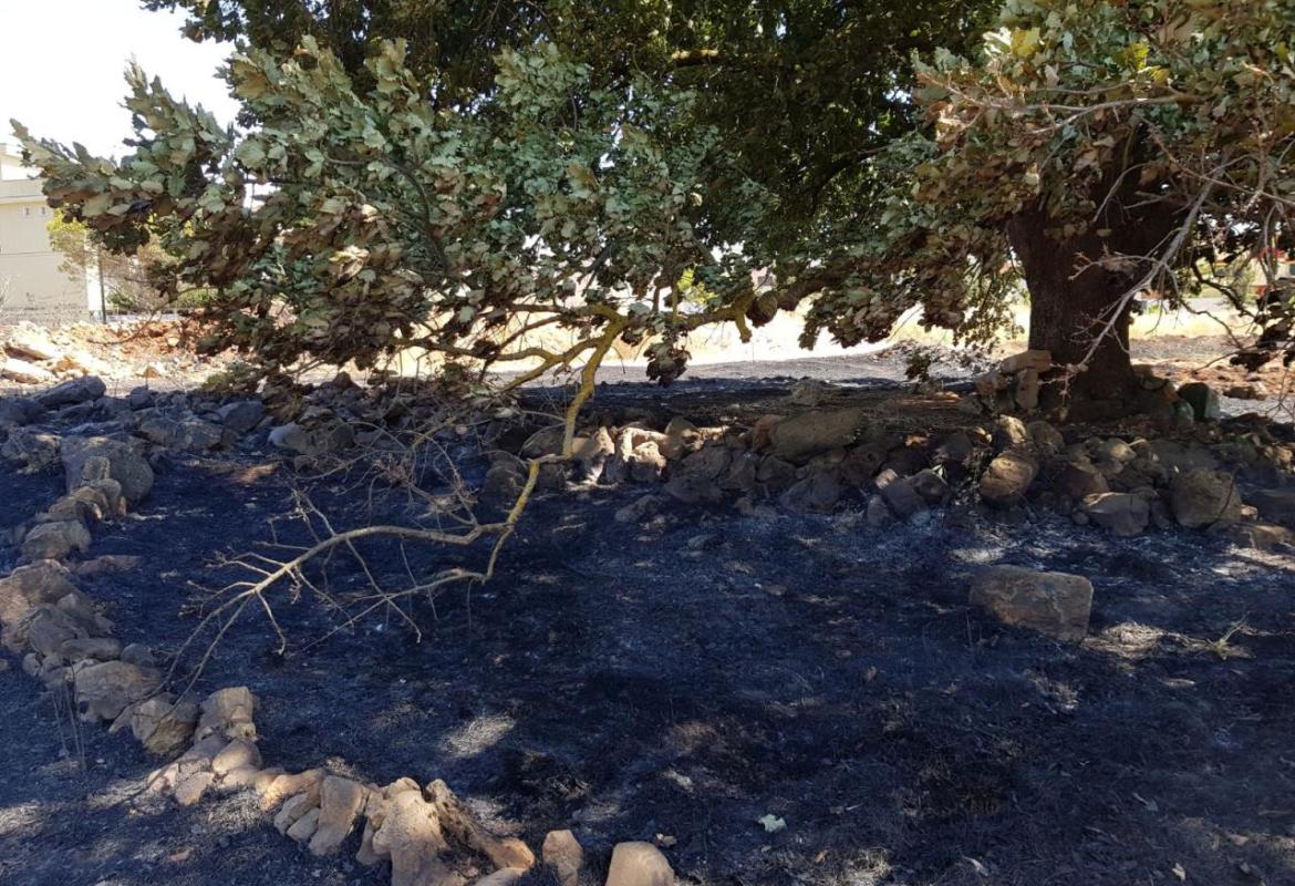 Salvata dalle fiamme la Quercia Vallonea sulla collina di San Sebastiano a Galatina