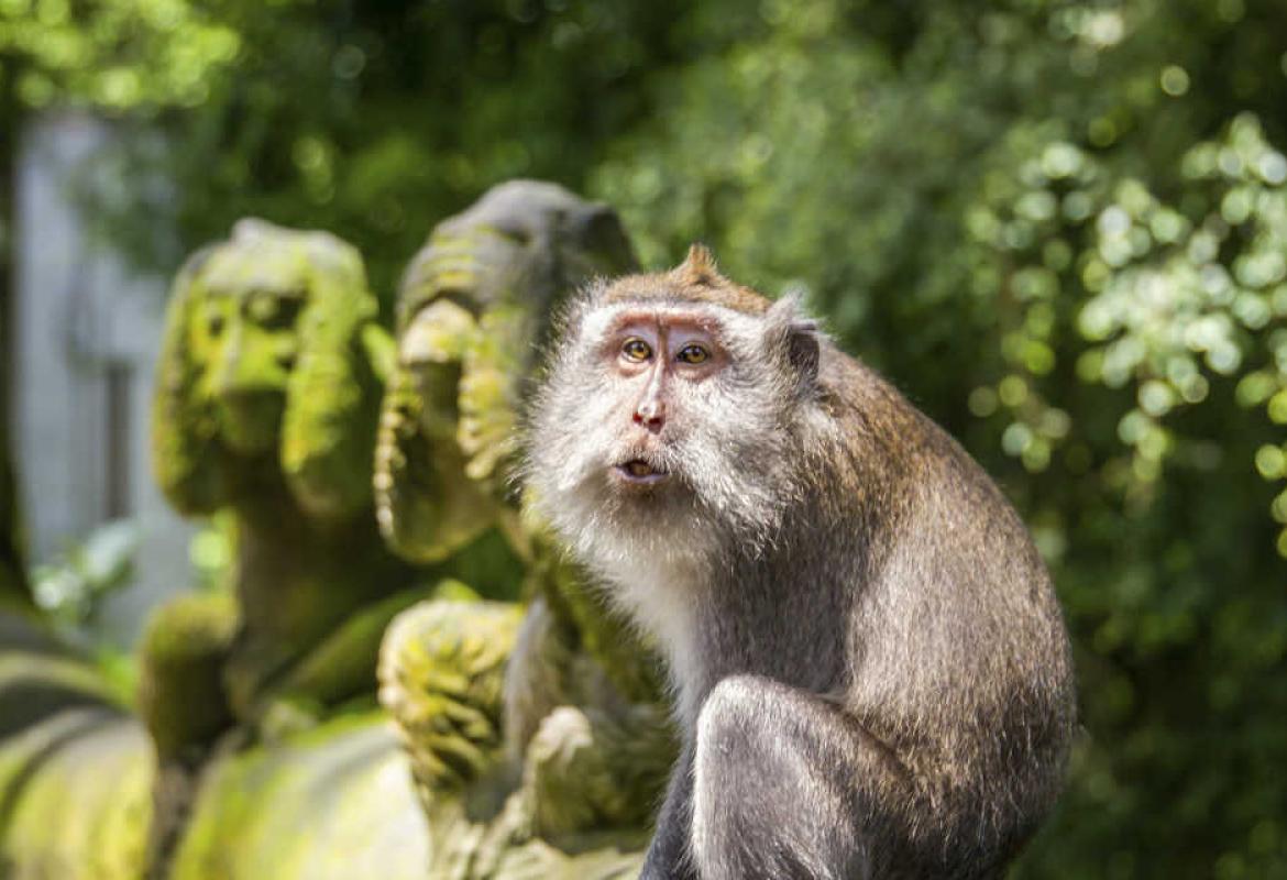 Le tradizioni delle scimmie