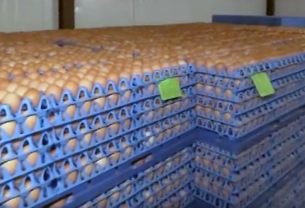 Uova al Fipronil anche in provincia di Lecce