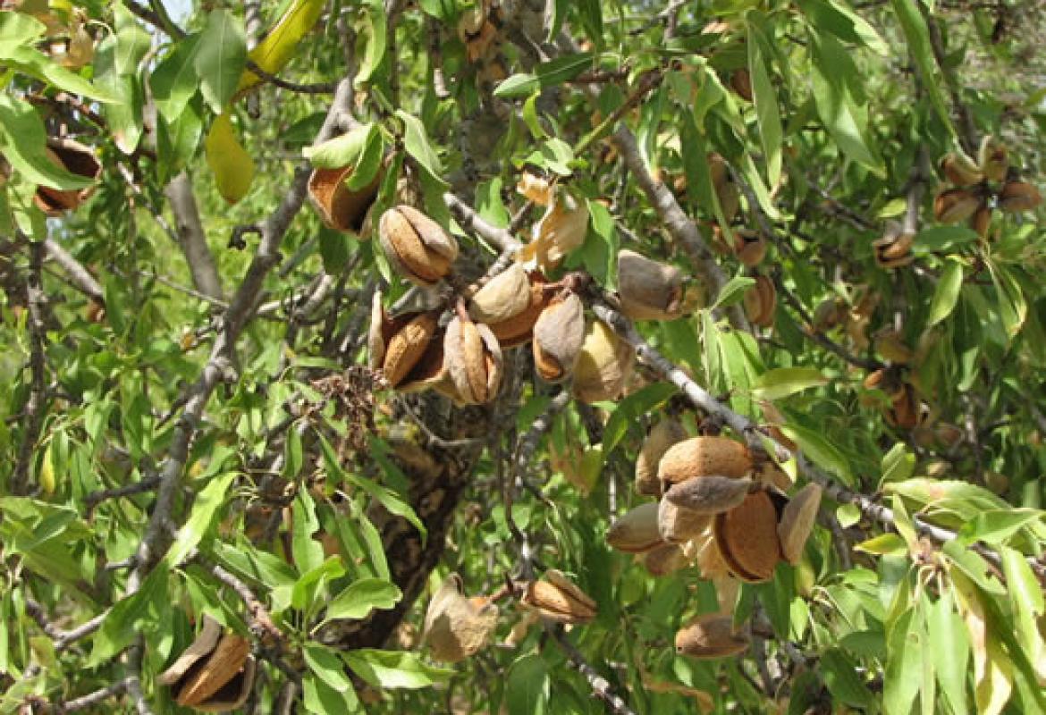 Furti di mandorle nelle campagne pugliesi