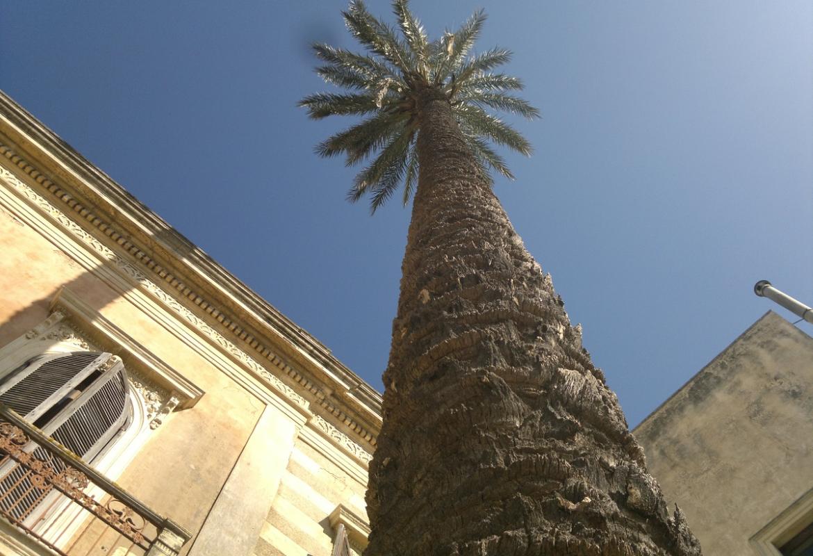 Salviamo la palma della 'Casa Paterna'