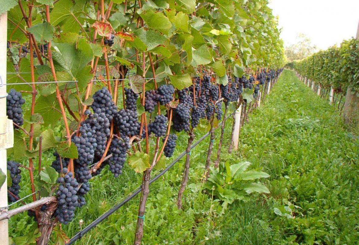 In Puglia si sperimenta la vite che richiede meno acqua