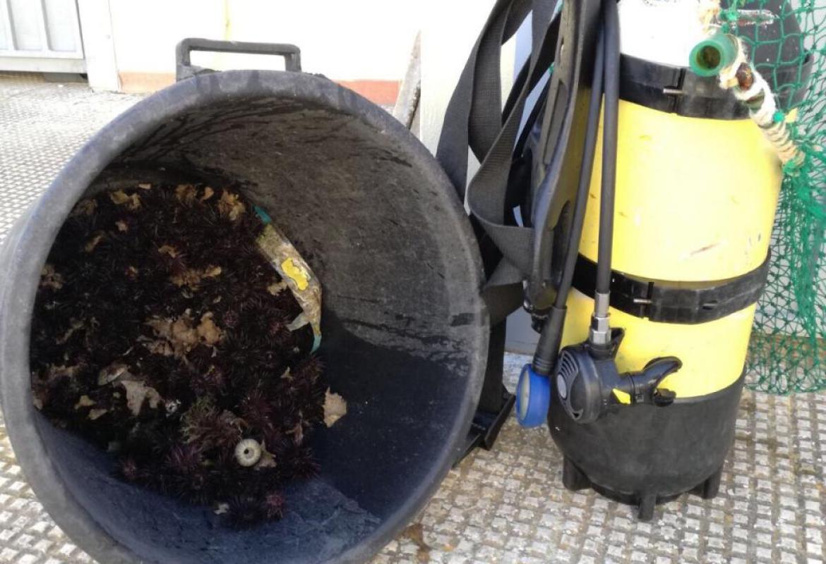 Quattromila euro di multa ad un sub che aveva raccolto 100 ricci