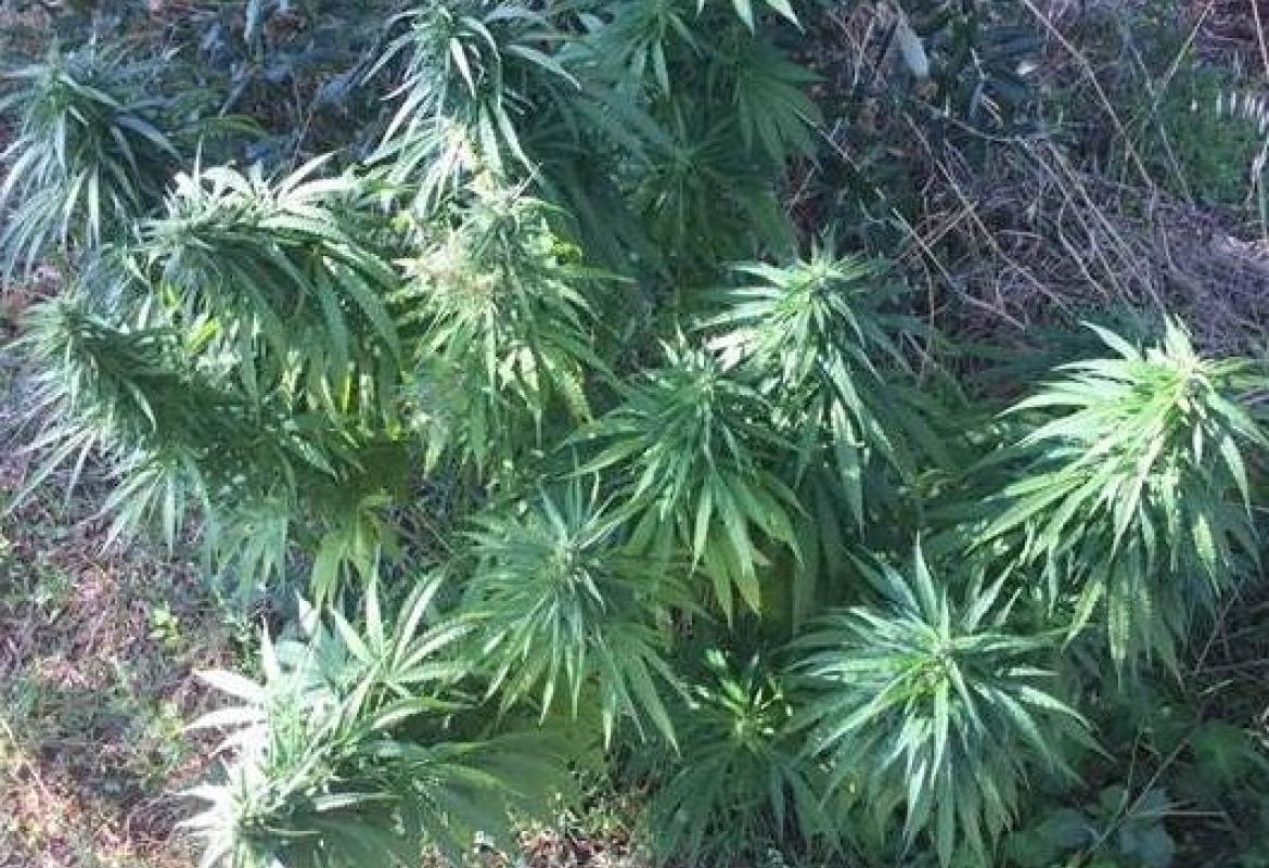 Coltivava marijuana in giardino, galatinese arrestato a Soleto 