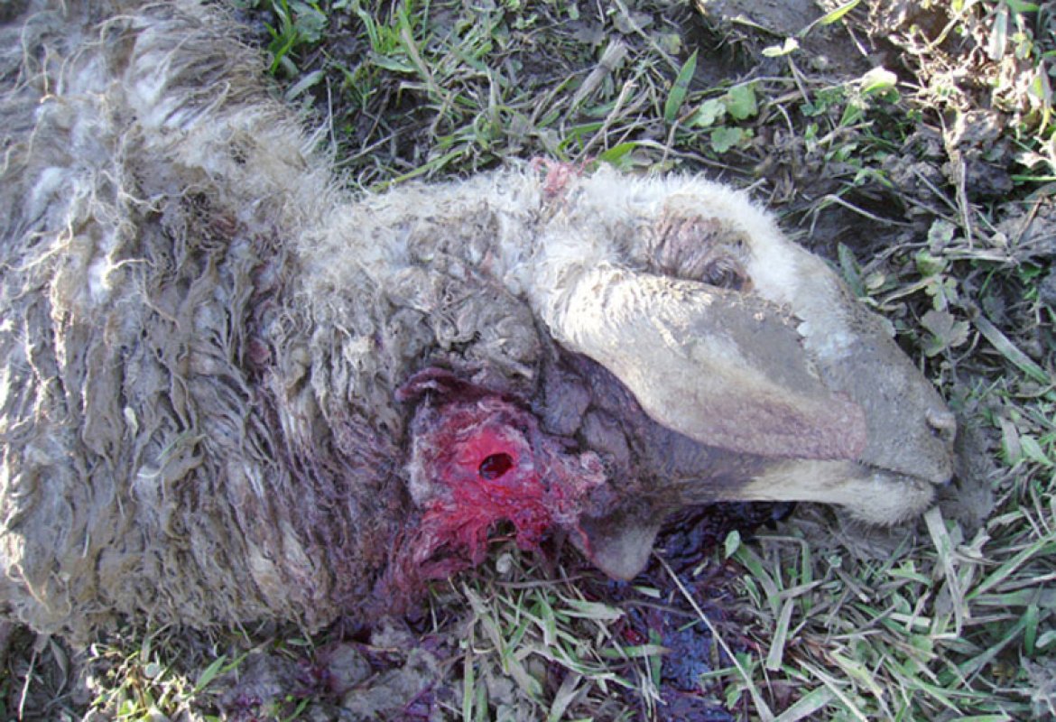 Il lupo è tornato nel Salento. La conferma dal suo dna trovato sulla carcassa di una pecora