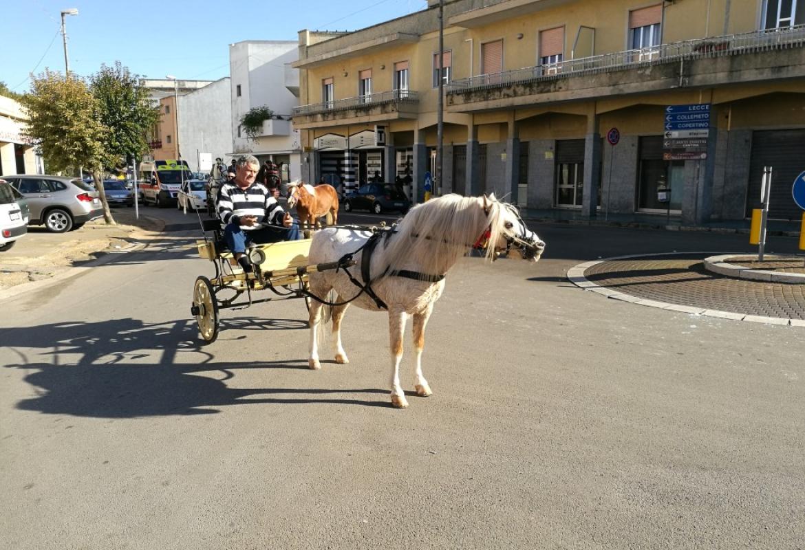 Galatina invasa dai cavalli per la Fiera di Santa Caterina d'Alessandria e la gioia dei bambini