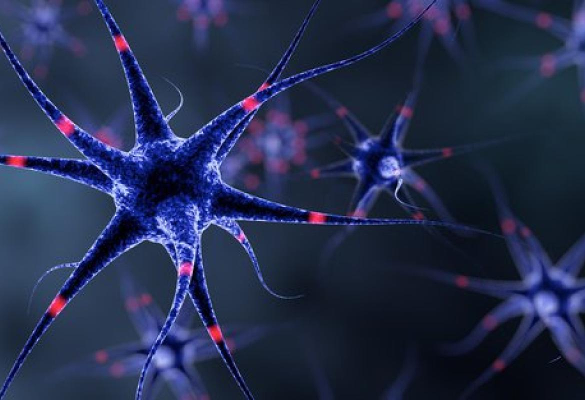 Uno sbilanciamento fra due proteine alla base di anomalie nel sistema nervoso del nascituro