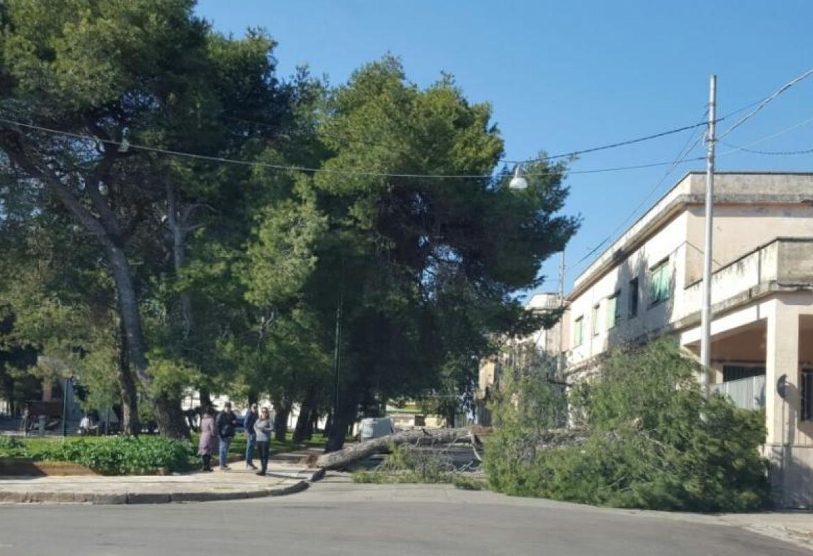 Un grosso pino cade su piazzale Stazione e sfiora un'auto