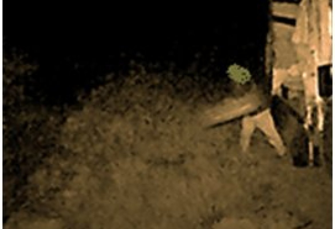 Le fototrappole immortalano uno sporcaccione in azione, punito