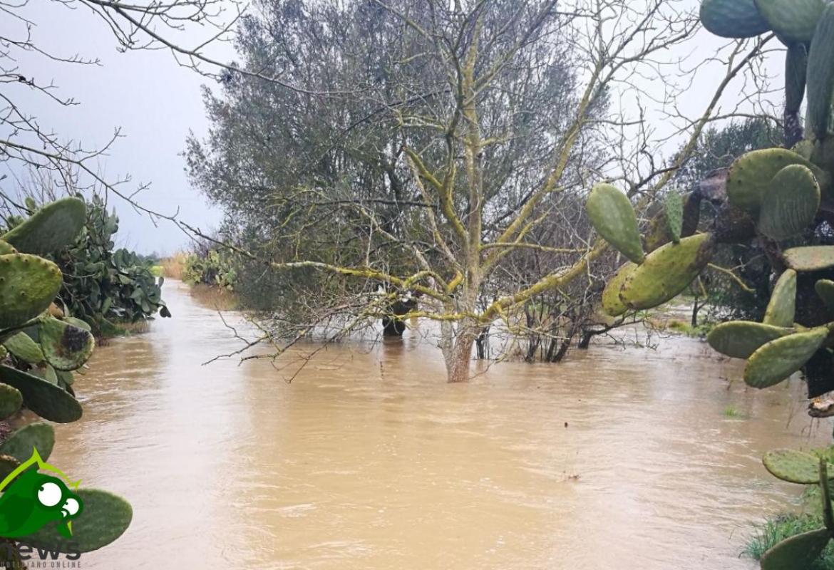 Esondazione del canale Asso, Coldiretti Lecce lancia l'allarme