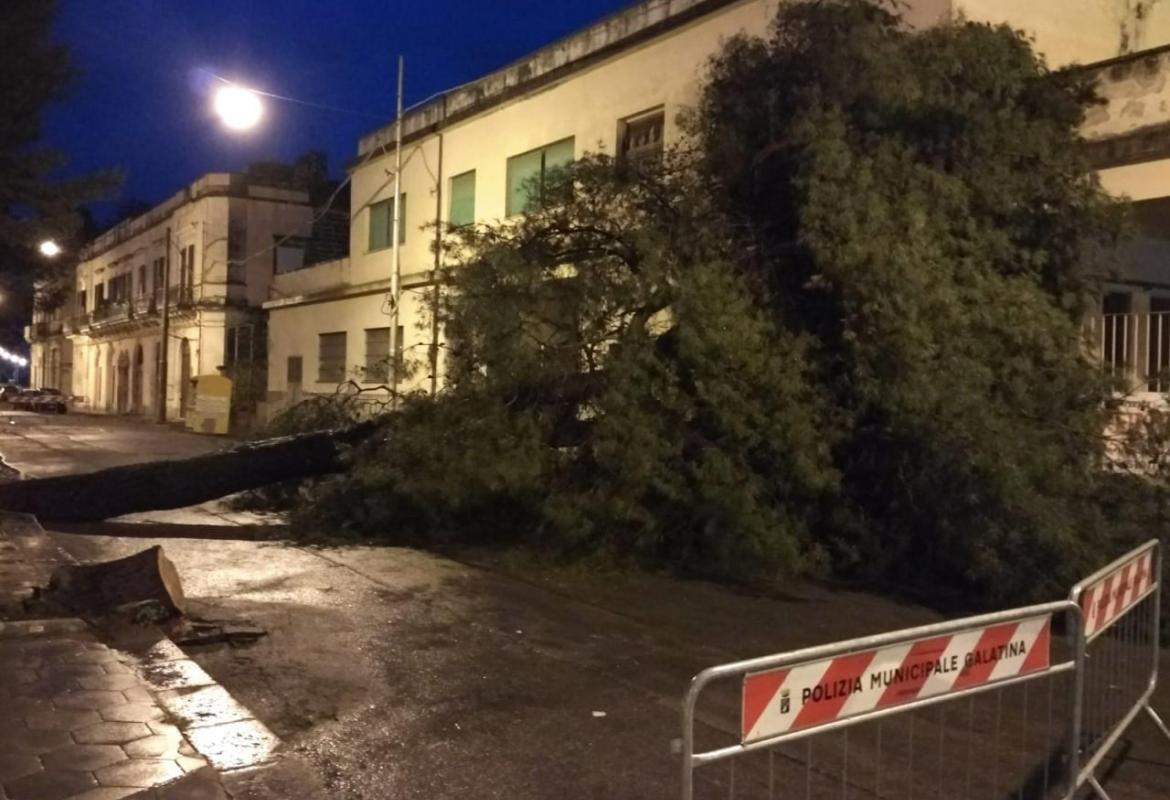 Un altro pino vittima della burocrazia