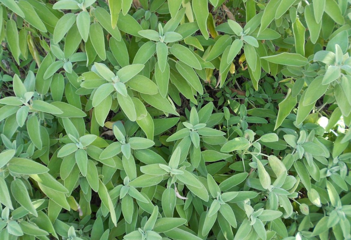 Alla scoperta dei profumi del Parco di Rauccio