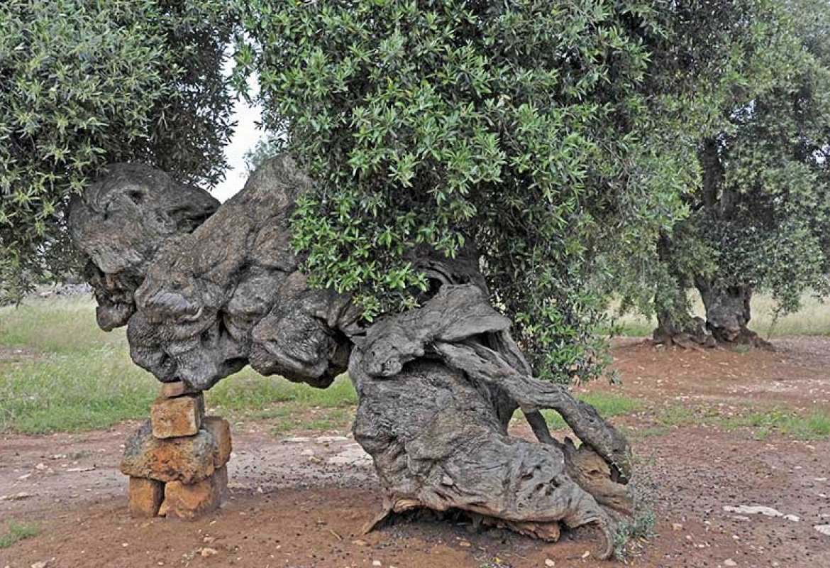 Emergenza xylella, il M5S sta con la Coldiretti