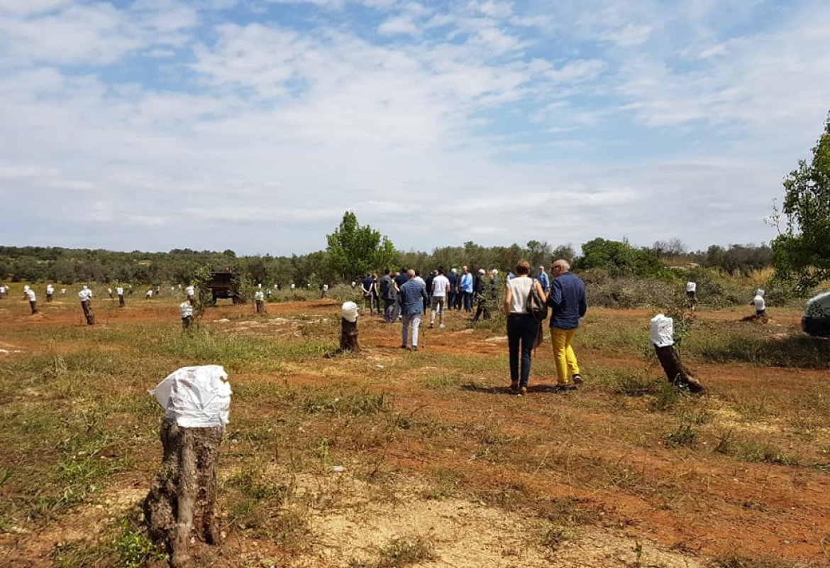Xylella, "la Puglia non può essere lasciata sola"