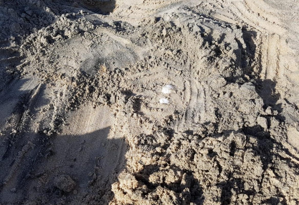 A Torre Chianca fa il nido una Caretta Caretta