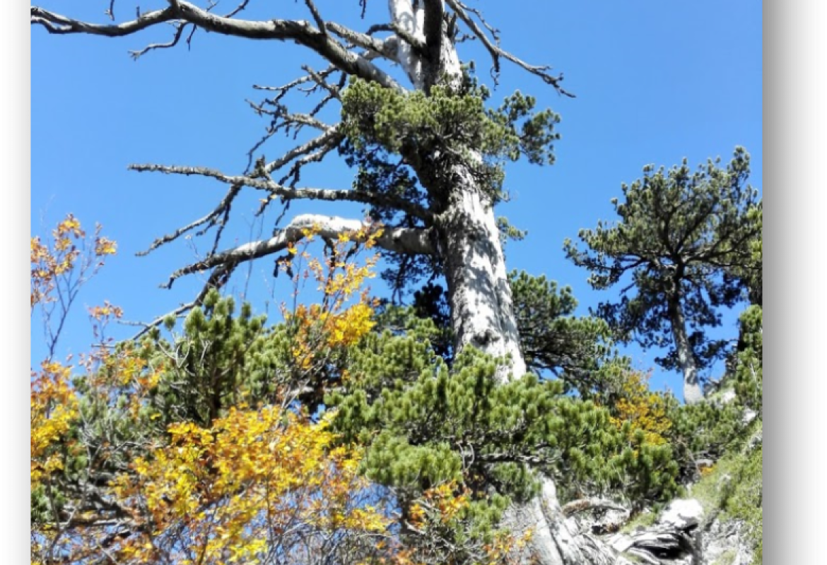Datato a Lecce l'albero vivente più antico d'Europa