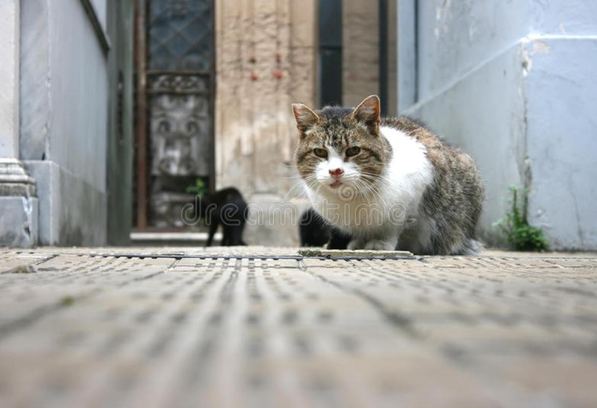 A Galatina attuato il progetto "I felini di Puglia"