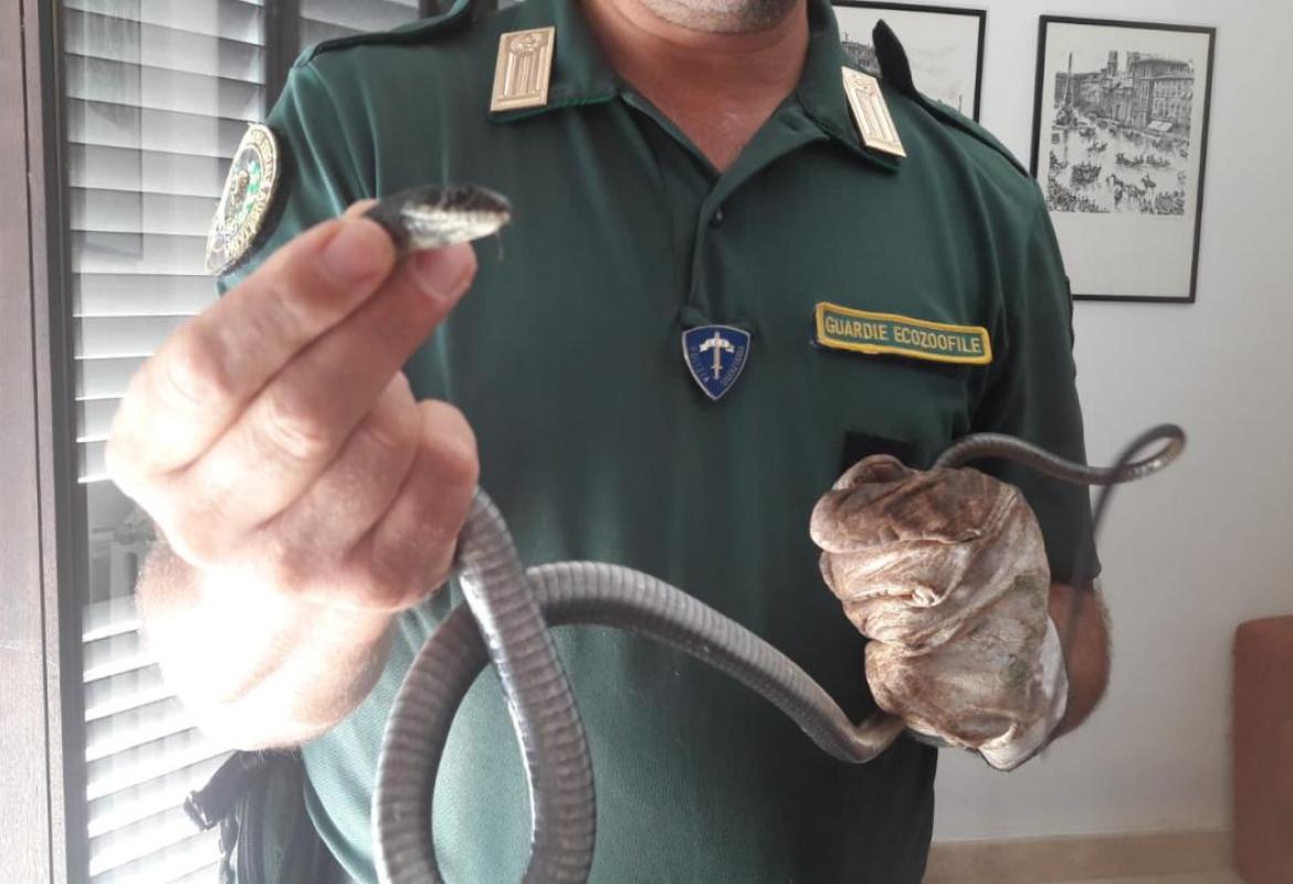 Trovato un biacco in una casa