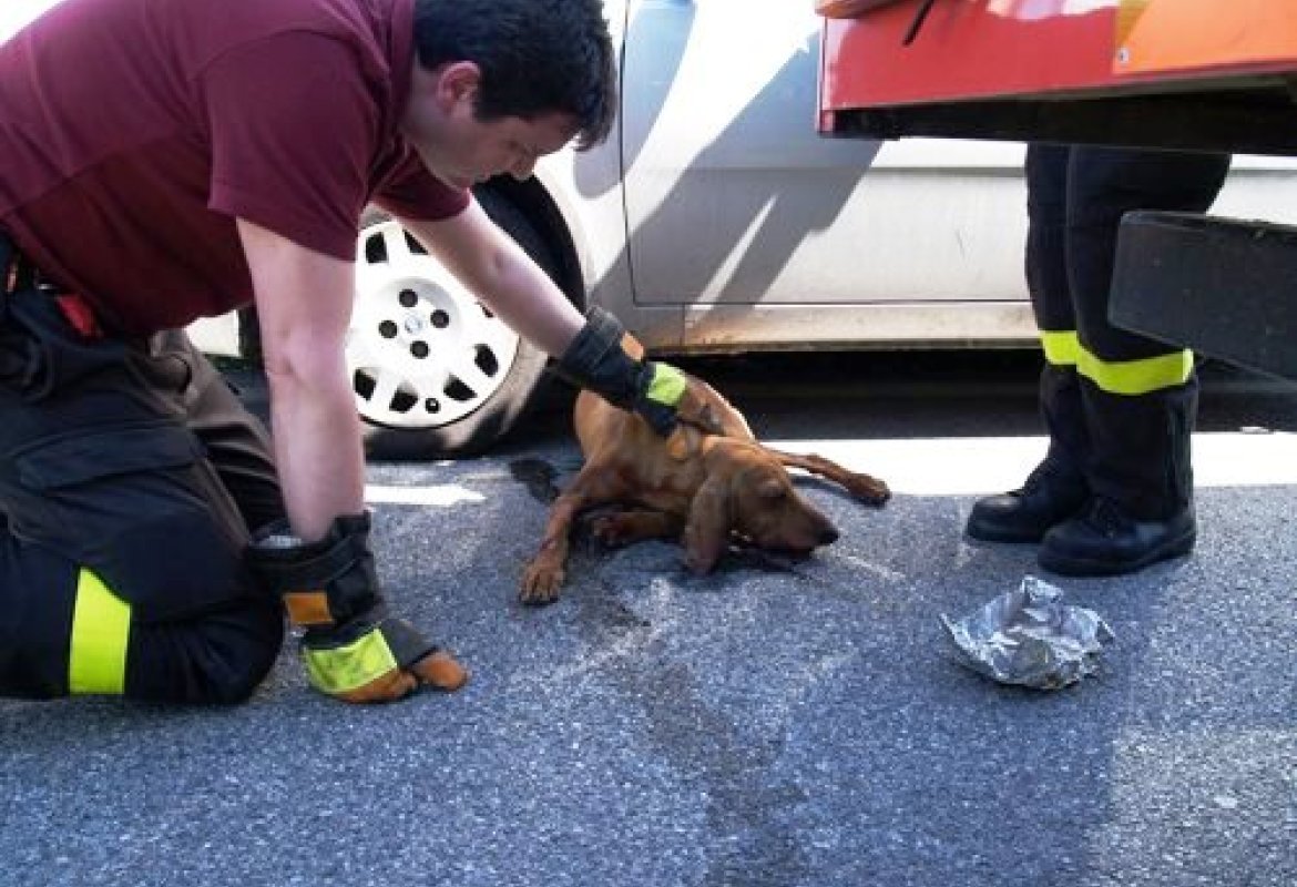 Obbligatorio soccorrere un animale investito