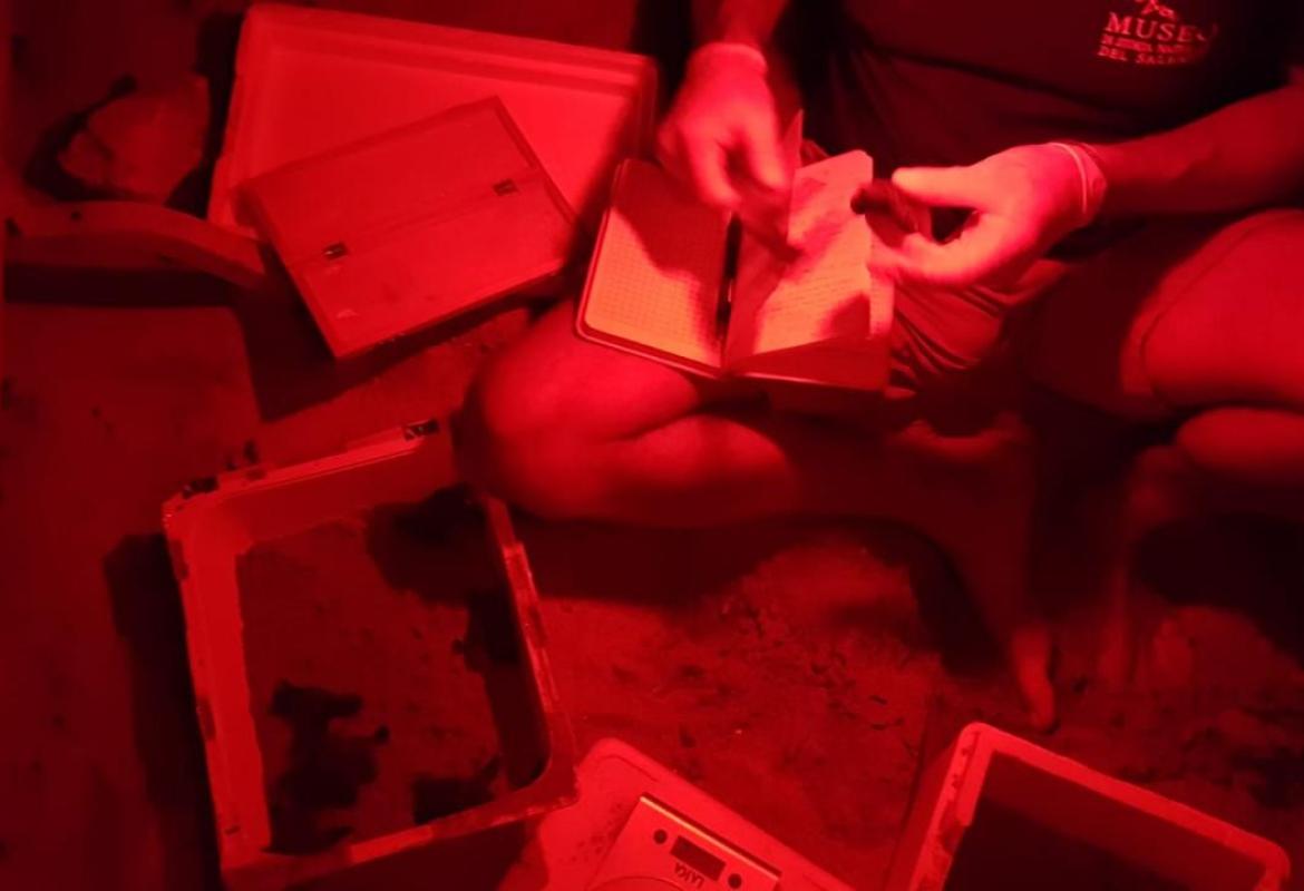 A Torre Chianca nascono nove caretta-caretta