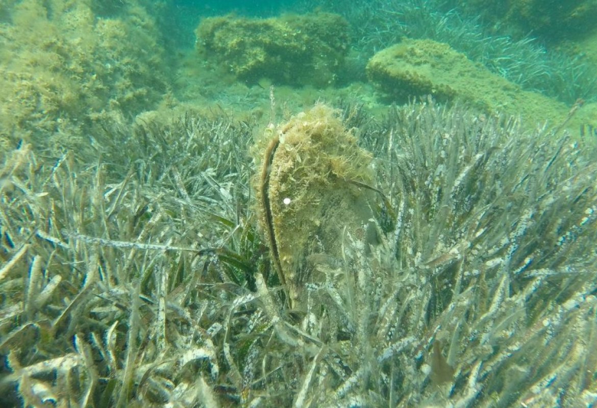Scoperta Pinna nobilis nella laguna di Acquatina