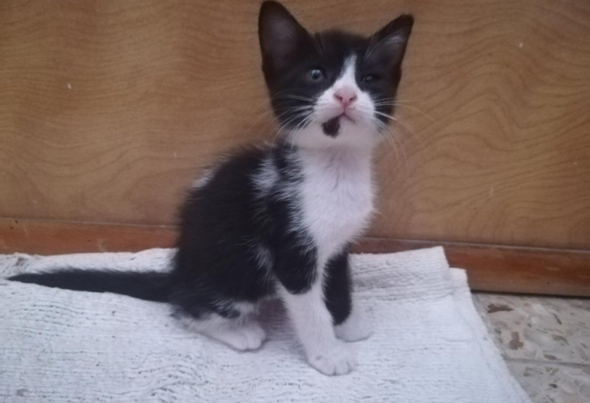 Quattro gattini in cerca di amici
